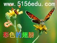 《彩色的翅膀》ppt课件(21页)